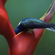 White-necked jacobin. Nikon D3300 with Tamron SP AF 150-600mm f/5-6.3 Di VC USD lens; 1/250 second at f/6.3; ISO 200